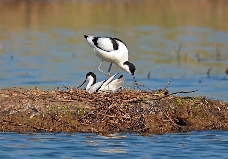 Avocets - Avocets and stilts