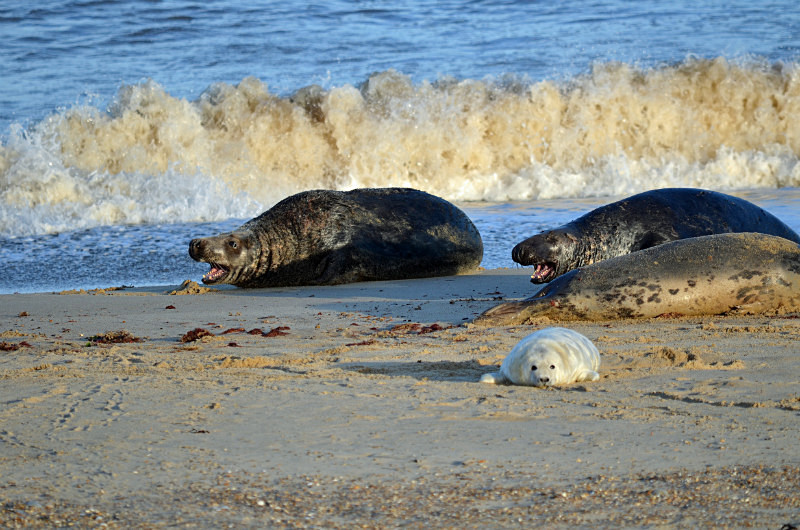 Atlantic Grey Seal - Atlantic Grey Seals