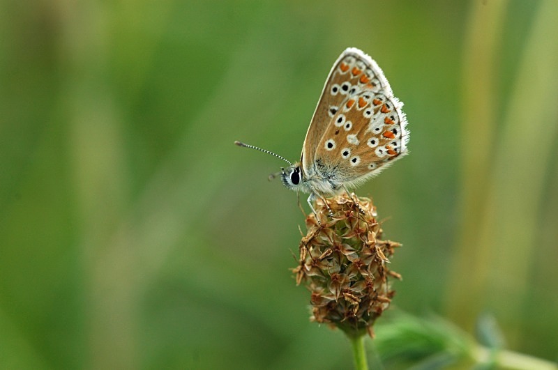 Common Blue - Butterflies
