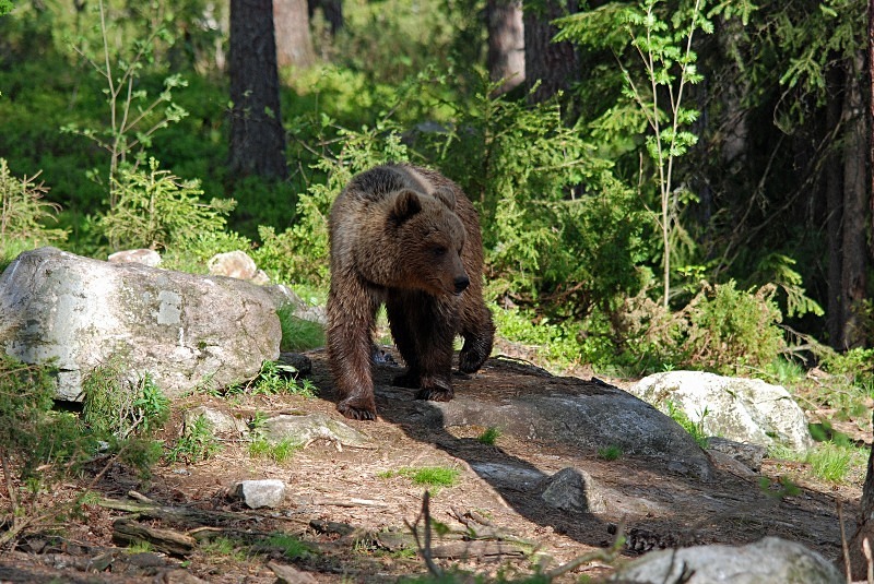 Brown Bear - North Finland and north Norway - May and June 2009