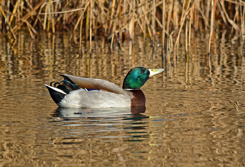 Mallard - Dabbling ducks