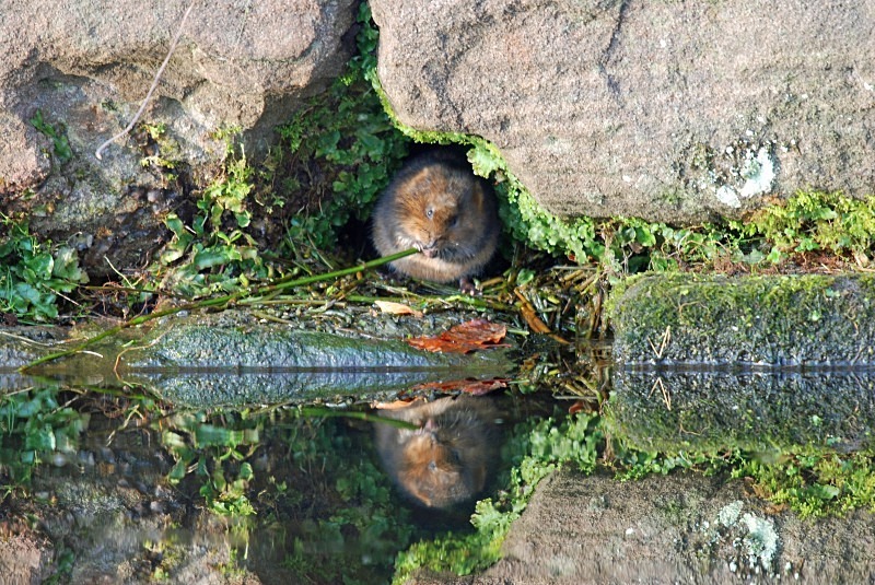 Water Vole - Water Voles