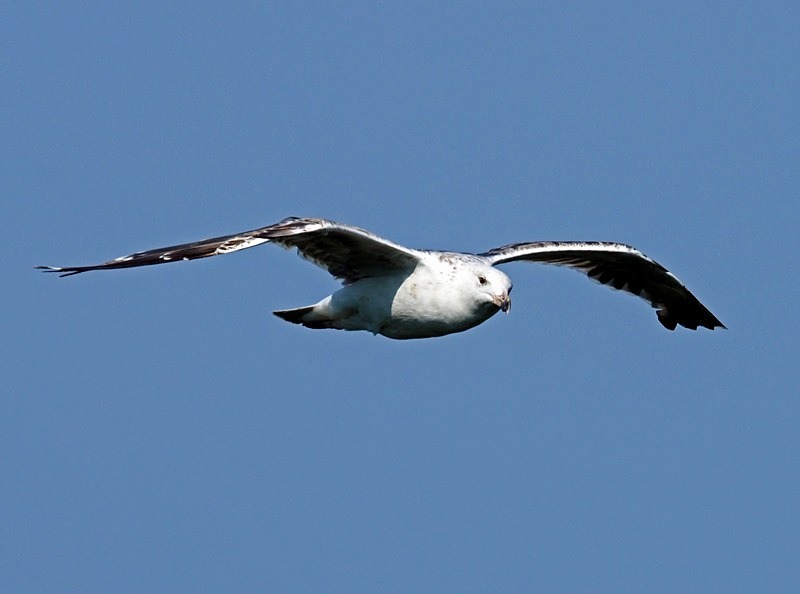 Great Black-backed Gull - Gulls