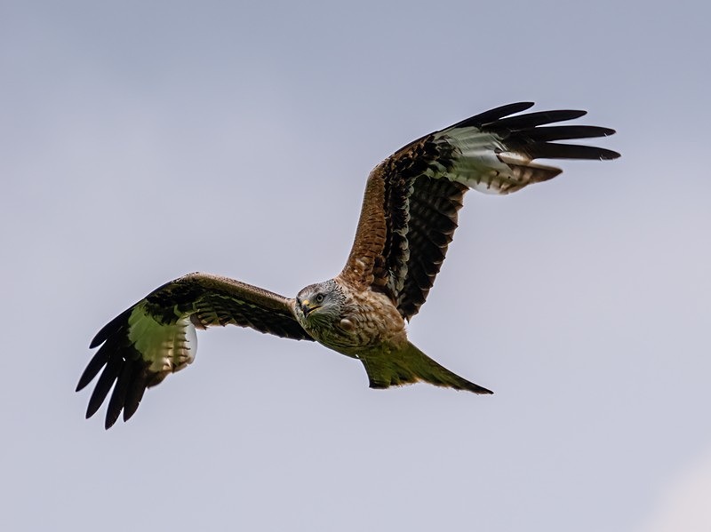 Red Kite - Birds of prey