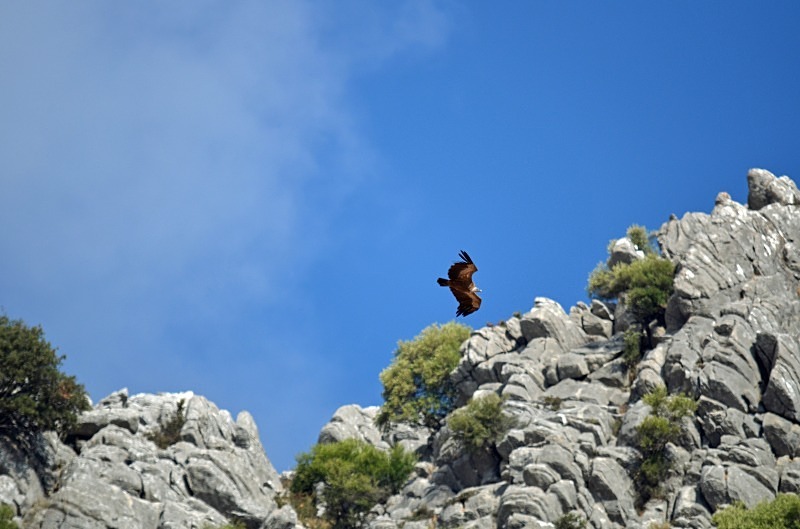 Griffon Vulture - South Spain - September 2013