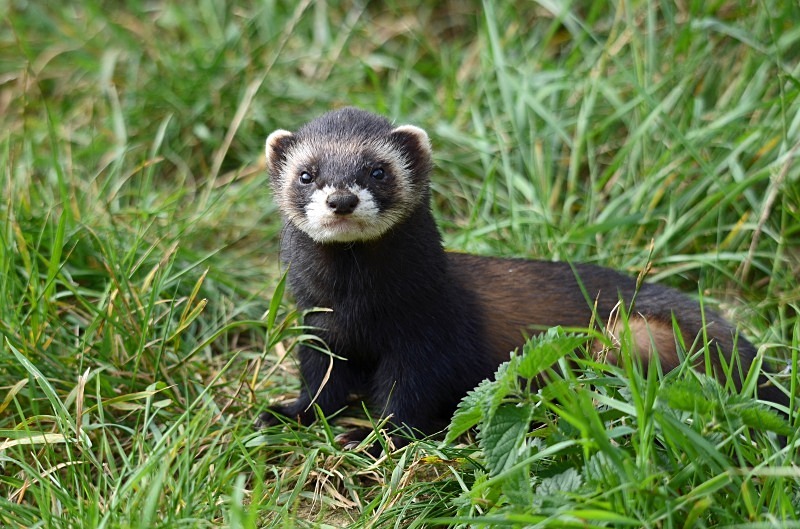 Polecat - Polecat