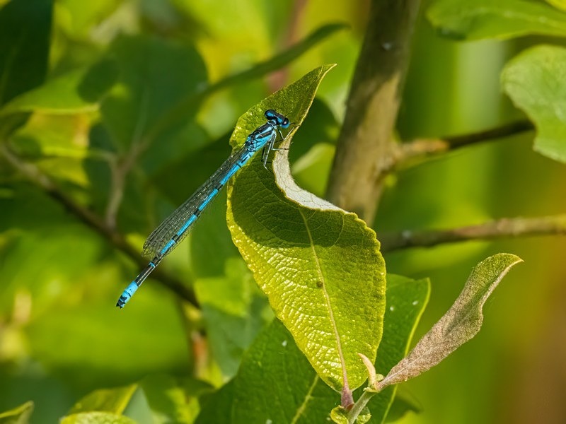 Azure Damselfly - Dragonflies and damselflies
