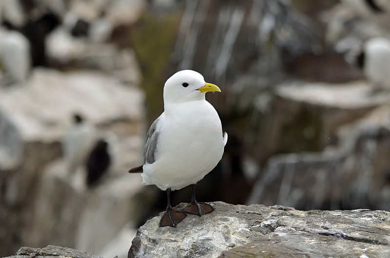 Kittiwake - Gulls