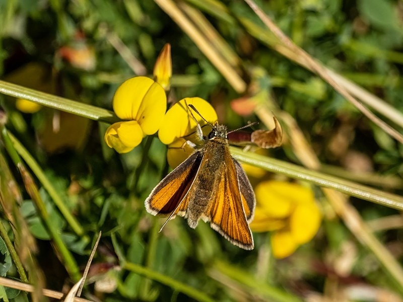 Small Skipper - Butterflies