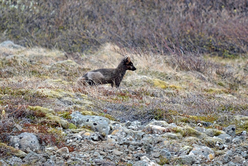 Arctic Fox - Westfjords