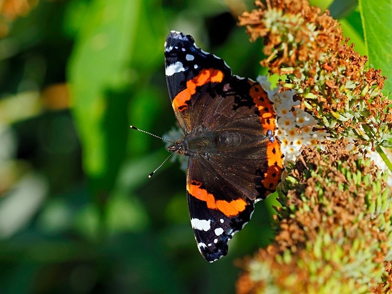 Red Admiral - Butterflies