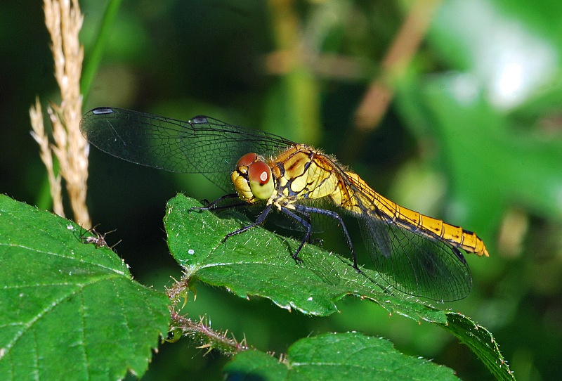 Ruddy Darter - Dragonflies and damselflies