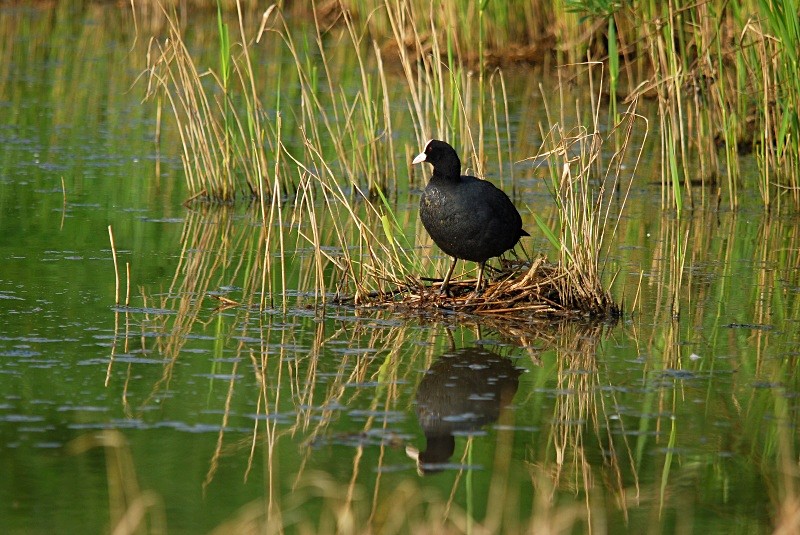 Coot - Crakes and rails