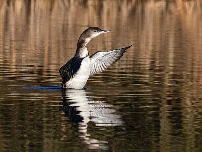 Great Northern Diver - Latest photos