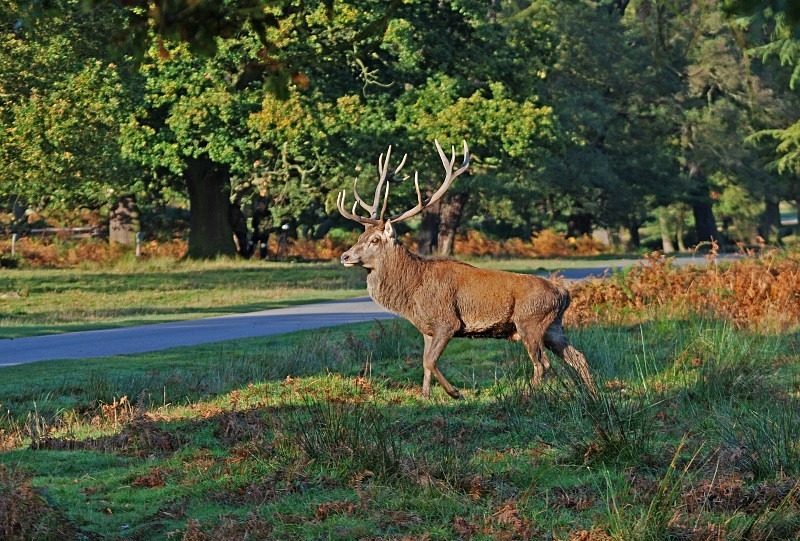 Red Deer - Red Deer