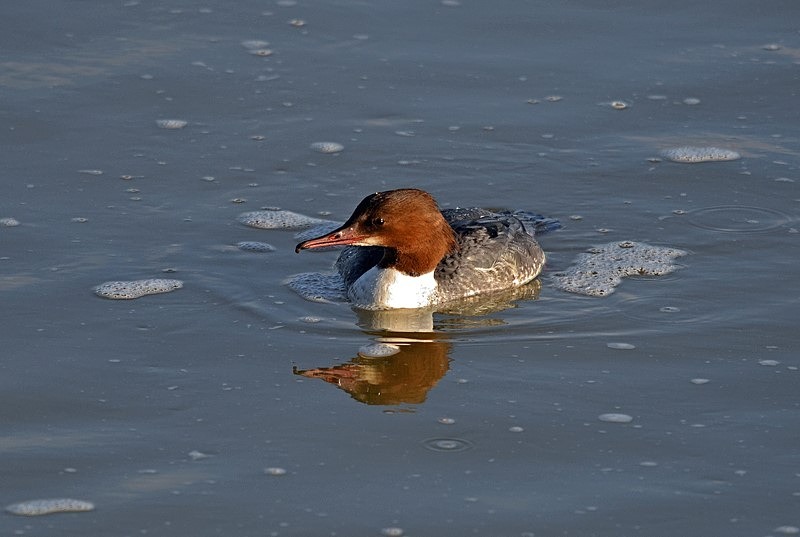 Goosander - Sawbills