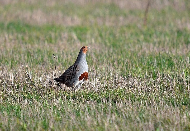 February 2019 - Grey Partridge - Photos of the month