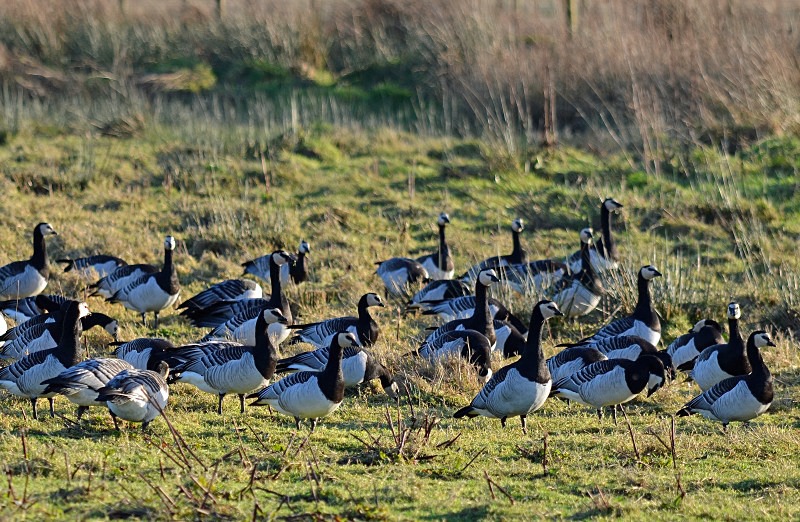 Barnacle Geese - Black geese