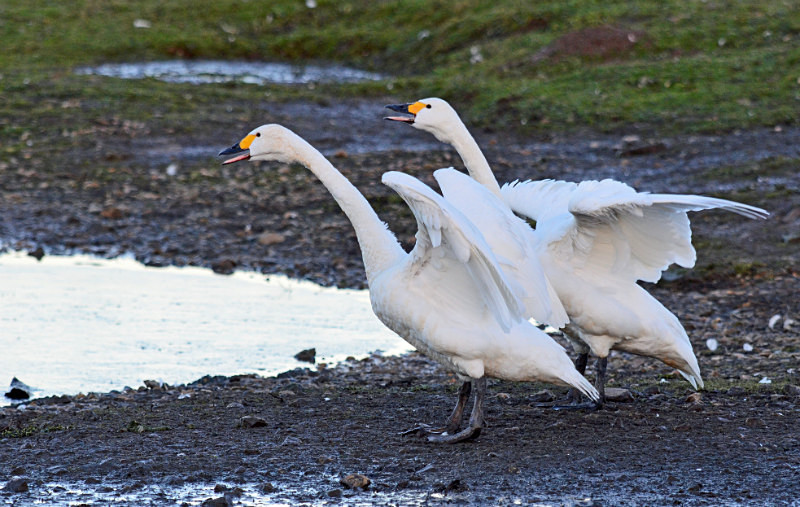 Bewick's Swans - Whooper and Bewick's Swans