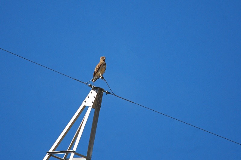 Short-toed Eagle - South and north west Spain - September 2010
