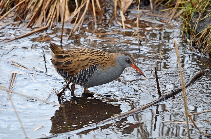 Water Rail - Crakes and rails
