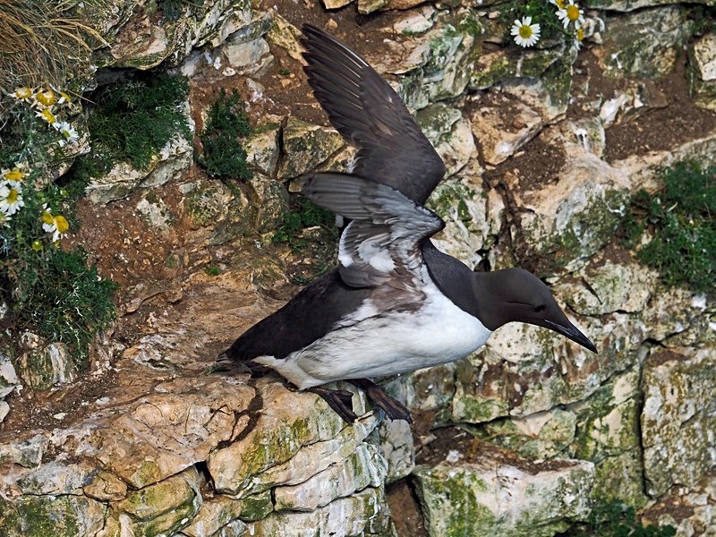 Common Guillemot - Auks