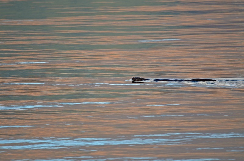 Otter - Otters