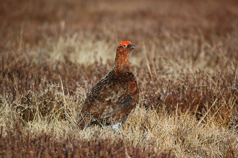 Red Grouse - Game birds