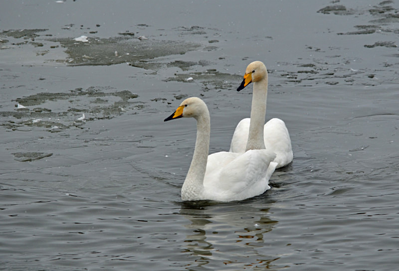 Whooper Swan - Whooper and Bewick's Swans