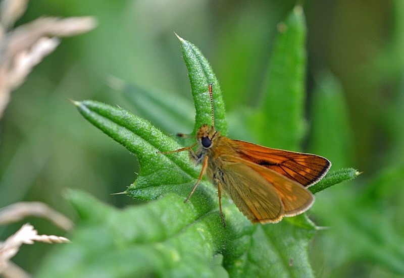 Large Skipper - Butterflies