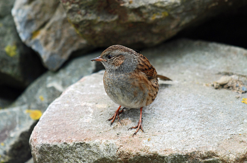 Dunnock - Dunnocks