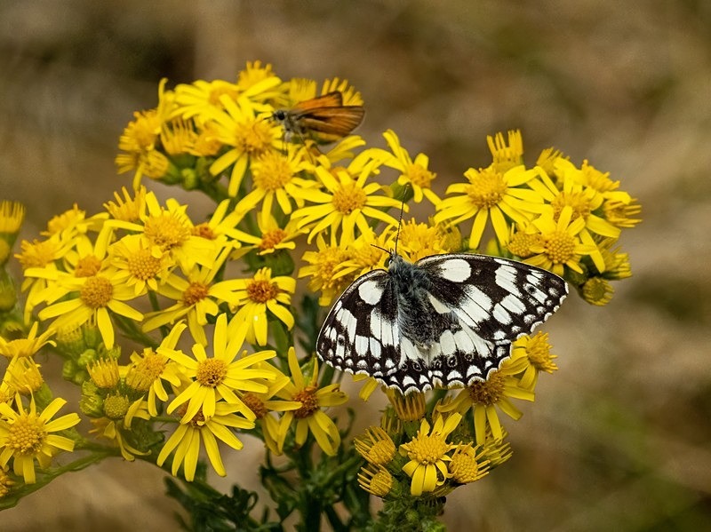 Marbled White - Butterflies