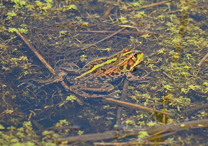 Marsh Frog - Frogs and toads