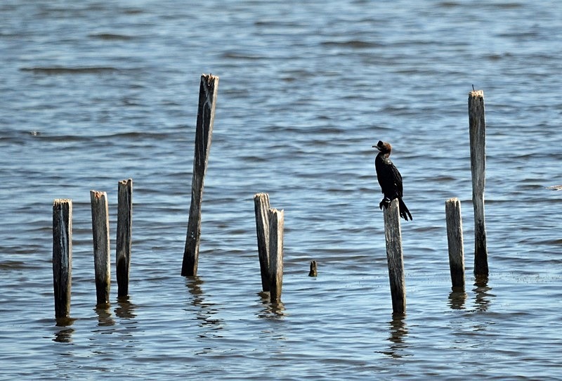 Pygmy Cormorant - Bulgaria