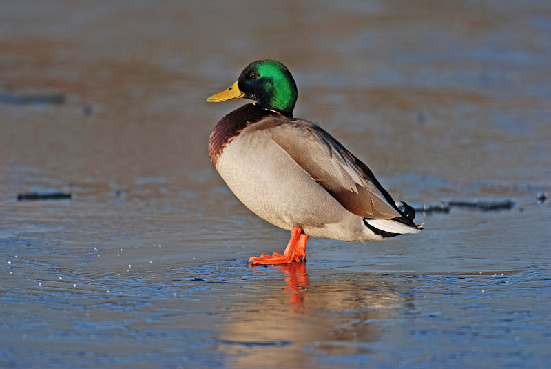 Mallard - Dabbling ducks