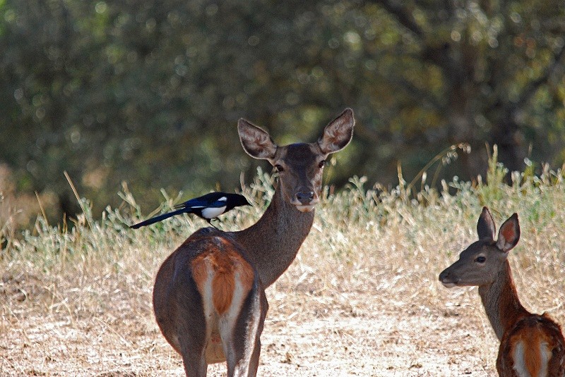 Red Deer - South and north west Spain - September 2010