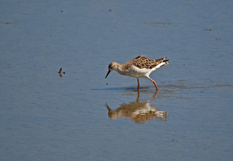 Ruff - Sandpipers