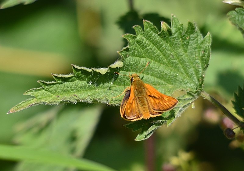 Large Skipper - Butterflies