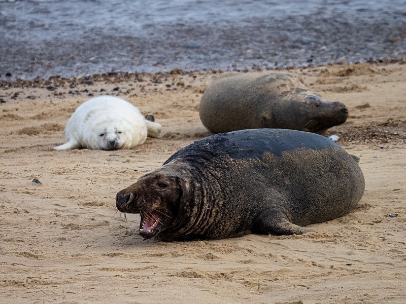 Atlantic Grey Seal - Atlantic Grey Seals