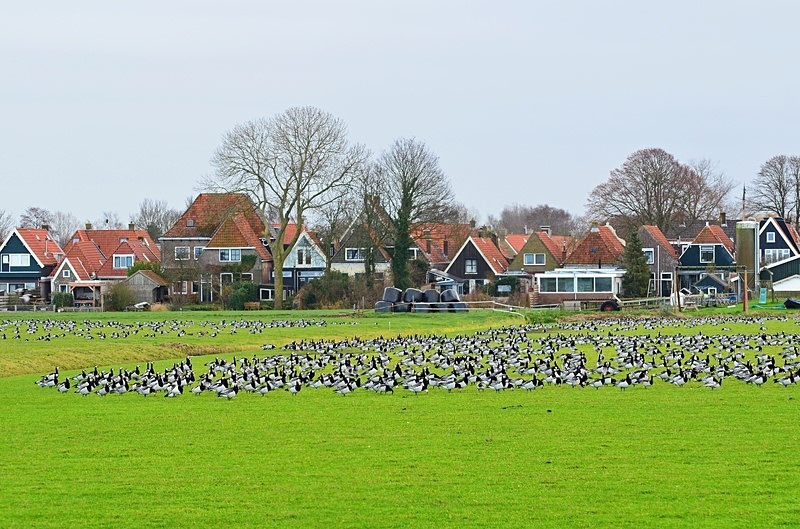 Barnacle Geese - Netherlands - December 2019