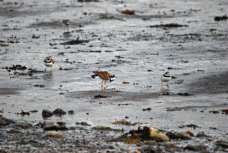 Ringed Plover - North Finland and north Norway - May and June 2009