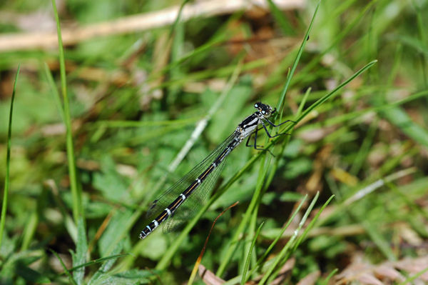 Common Blue Damselfly - Dragonflies and damselflies