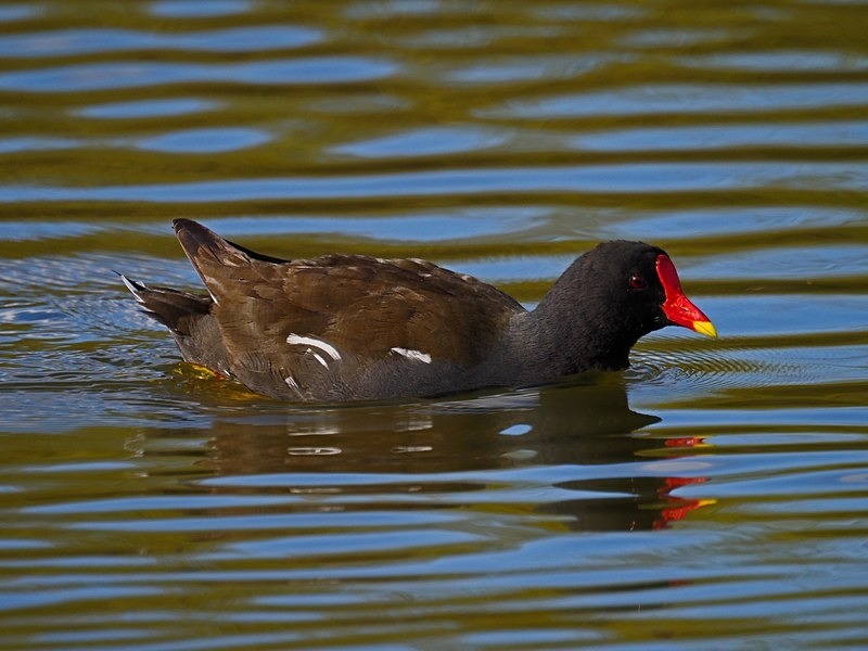 Moorhen - Crakes and rails