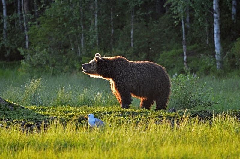 Brown Bear - North Finland - part 2