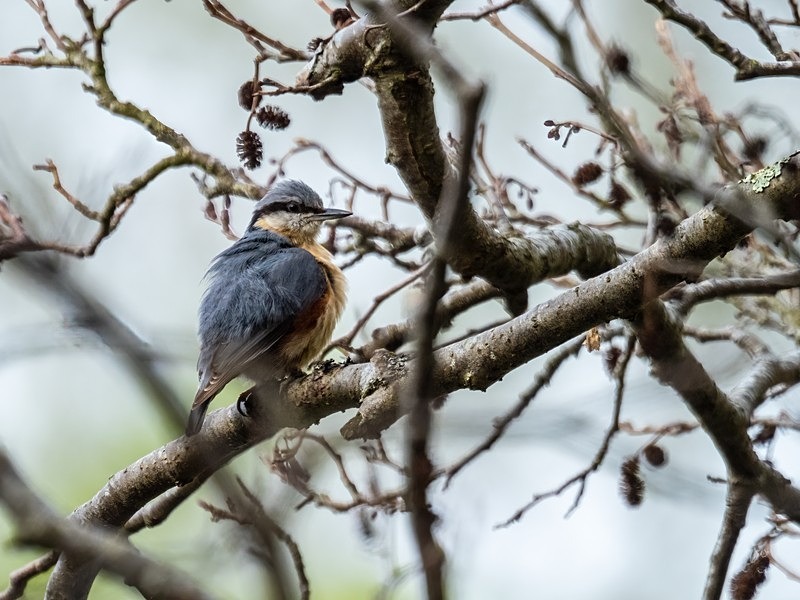 Nuthatch - Nuthatches