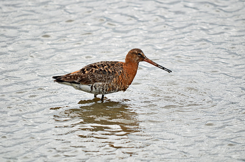 Black-tailed Godwit - Sandpipers