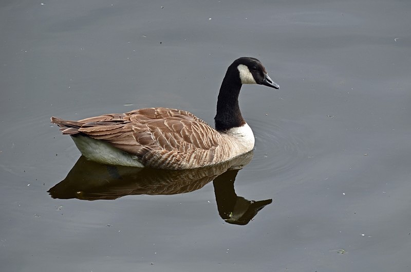 Canada Goose