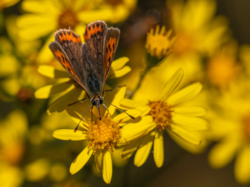 Small Copper - Butterflies