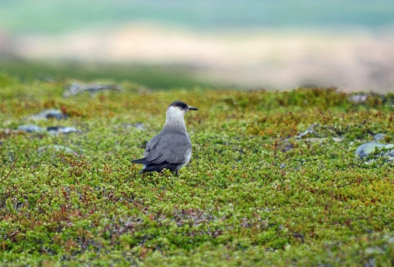 Arctic Skua - North Norway