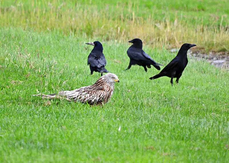 Red Kite - Birds of prey